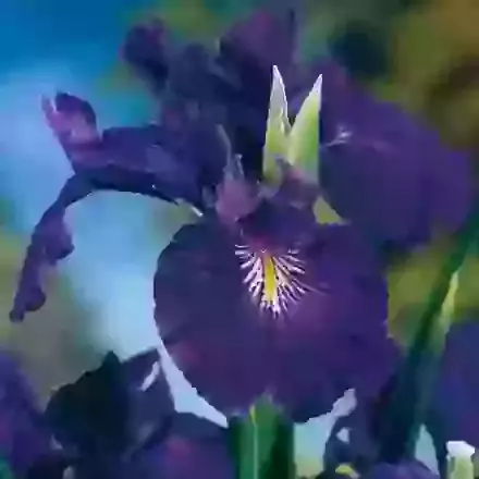 English Iris